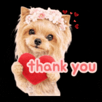 Yorkshire Terrier Love GIF