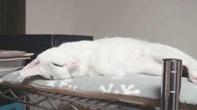 cat GIF