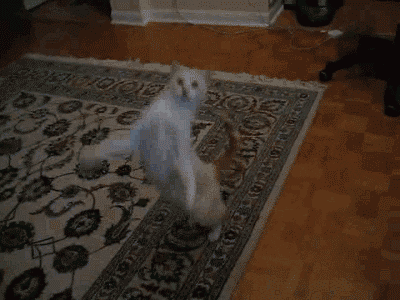 cat dancing GIF