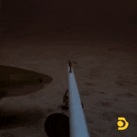 Tiger Sharks Baby Shark GIF by Shark Week