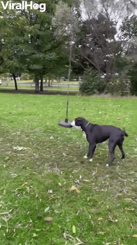 Dog Wants to Play on Rope Swing