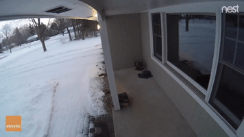 Surveillance Footage Captures Cougar Peeking Through a Window of a Brookfield Family's Home
