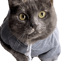 Cool Cat GIF by Smitten Kitten