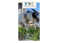 Goat Thor Sticker by Meadows Place