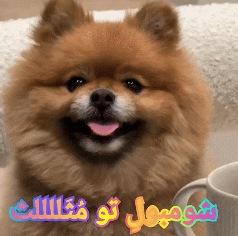 Dog Puppy GIF