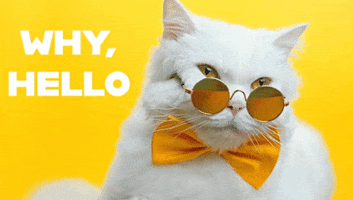 Cats Hello GIF by Holler Studios
