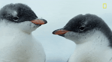nat geo penguin GIF by National Geographic Channel