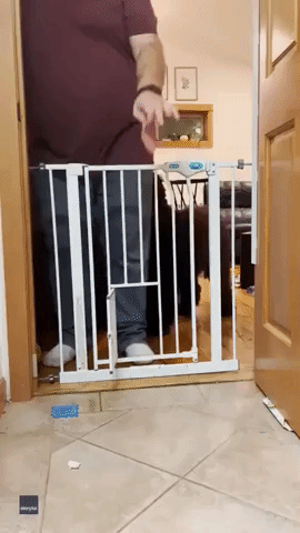 Giant Schnoodle Surprises Owner by Squeezing Through Tiny Cat Flap