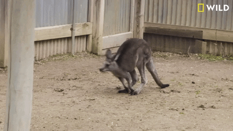 columbus zoo kangaroo GIF by Nat Geo Wild 