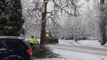 Crews Cut Down Potentially Dangerous Trees After Oregon Ice Storm