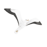 Vacation Seagull Sticker