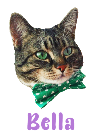 Cat Bella Sticker
