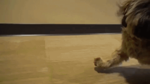 puppy running GIF