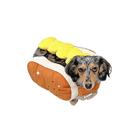 1pointSKYDIVE hotdog dachshund lulu weenie Sticker