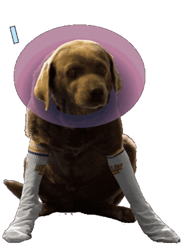 Sad Dog Sticker by Replayboys