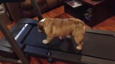 bulldog GIF