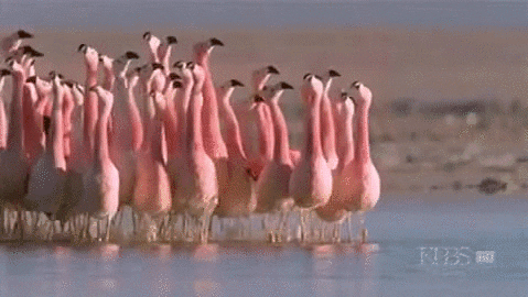look adult GIF