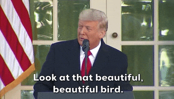 Donald Trump Thanksgiving GIF by GIPHY News