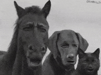 Cat Dog GIF