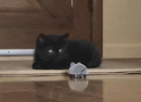 cat kitty GIF