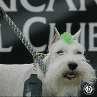 Dog Running GIF by American Kennel Club