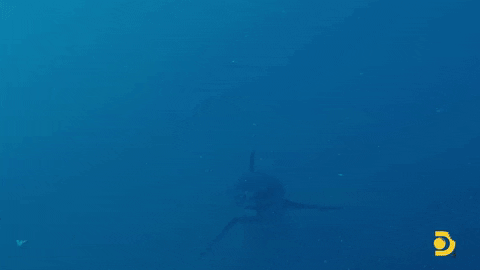 Greatwhite GIF by Shark Week