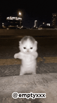 Dance Cat GIF