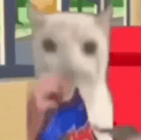Cat Wow GIF