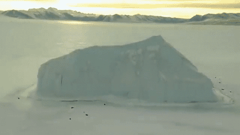 encounters at the end of the world antarctica GIF