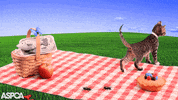 peace out cat GIF by ASPCA