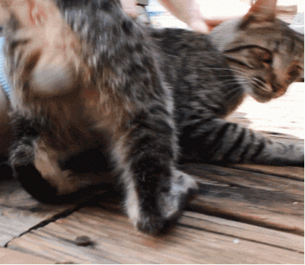 Cat In Heat GIF