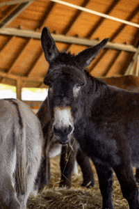 Land Donkey GIF by Störtebeker Festspiele