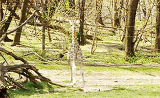 forest running GIF