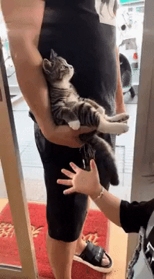 cuteanimalland giphyupload GIF