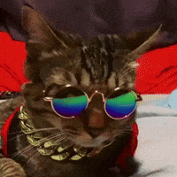 KIRARIwithYANMARS cat cool chill swag GIF