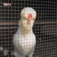 Aaaa Omg GIF by TRT
