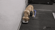 ice hockey dog GIF by NHL