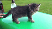 mood GIF