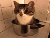 Cat Pot GIF