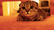 surprised wide eyed GIF