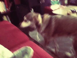 Musical Dog Delightfully Tunes Her Voice