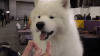 westminster dog show GIF by Westminster Kennel Club