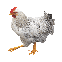 heritagebelize chicken hen belize heritagebelize Sticker