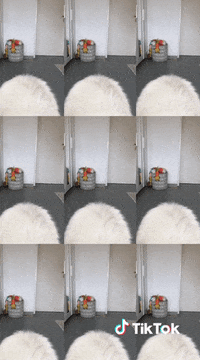 Dog Chien GIF by TikTok France
