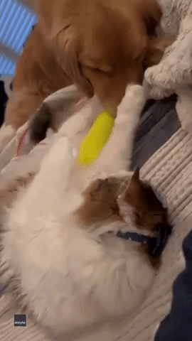 Cat Grabs Golden Retriever's Face 