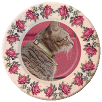 Harry Potter Cat Sticker