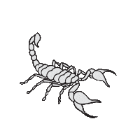 Scorpion Sticker
