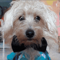Robinho GIF