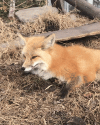 Tired Wake Up GIF by Valley Zoo Development Society