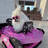 hilariadulcinea mood dogs adorable lifestyle GIF